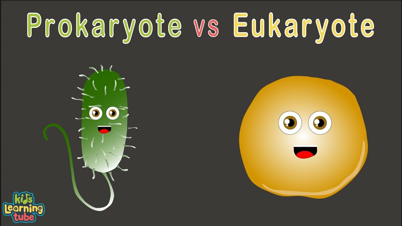 Human Cells /Prokaryotic vs Eukaryotic Cells